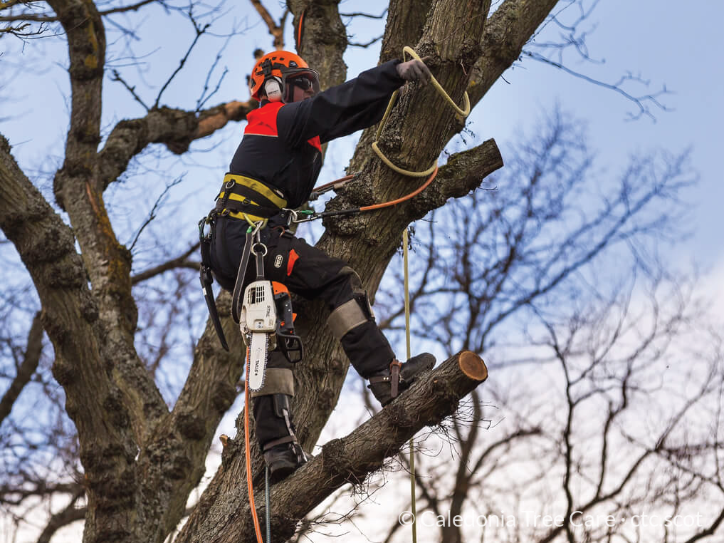 Aerial tree work