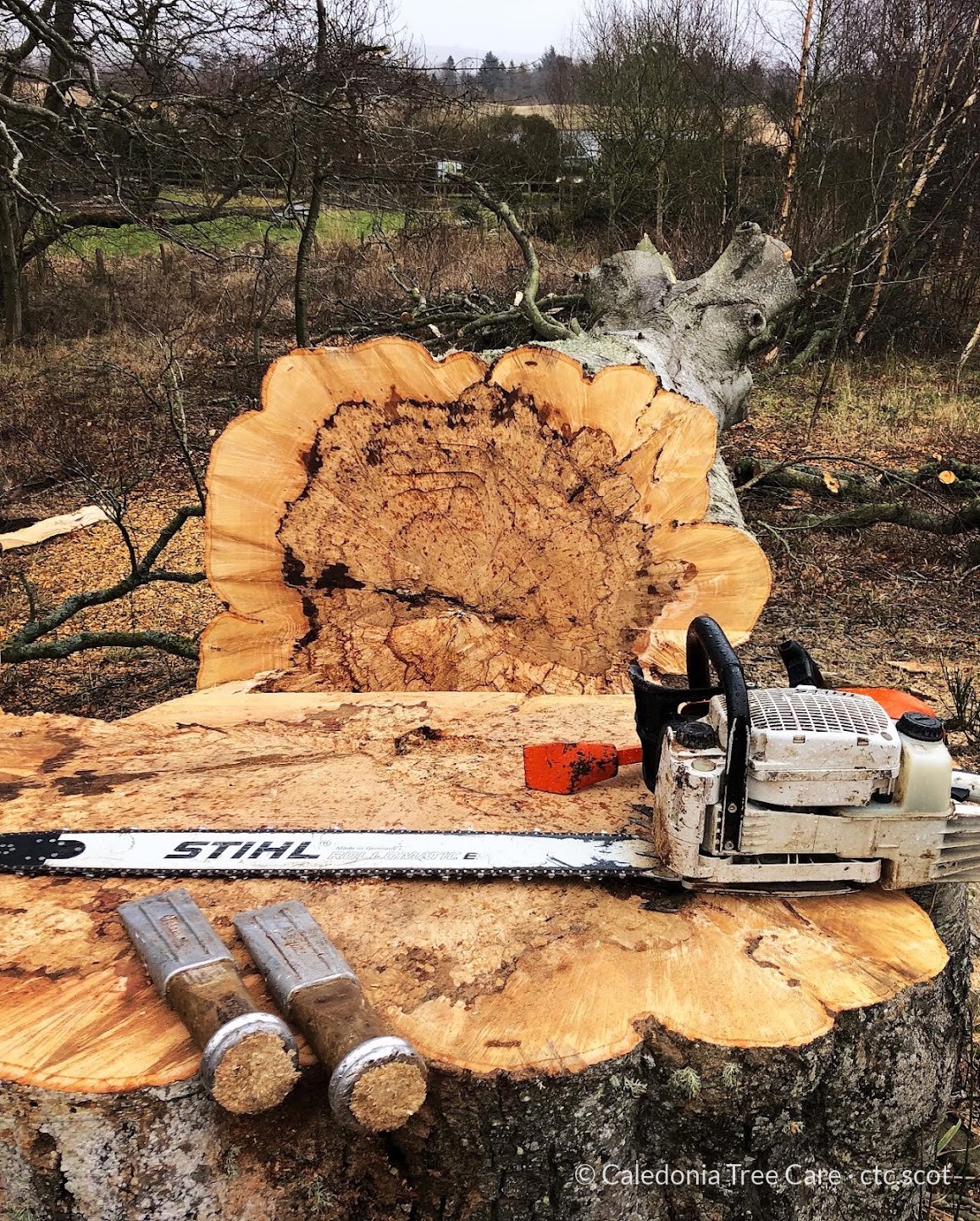 Large felled trunk with chainsaw and felling wedges